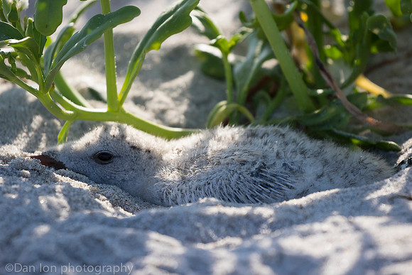 Black skimmer chick hiding in sand outside protected area, Nickerson Beach NY