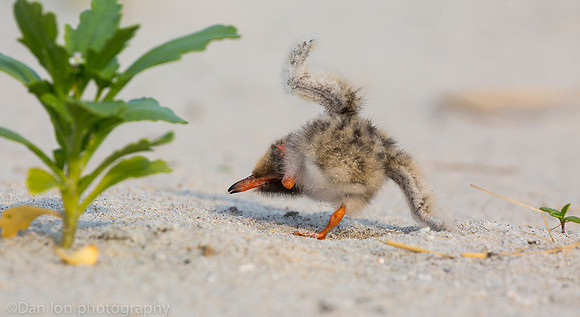 Common tern chick learning how to walk and keep his balance, Nickerson Beach NY