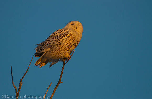 Snowy owl in treetop searching for pray, Jones Beach NY