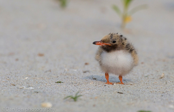 Common tern chick exploring the beach, Nickerson Beach NY