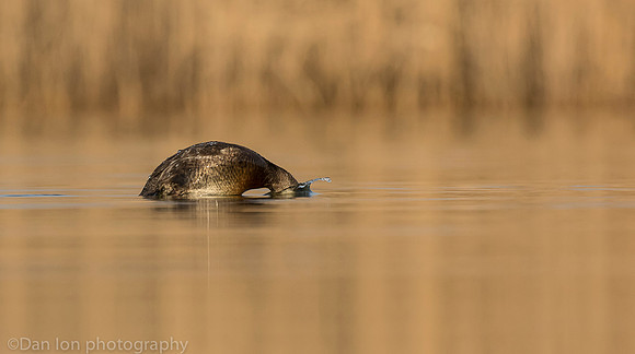 Ruddy duck diving for pray, Jamaica Bay NY