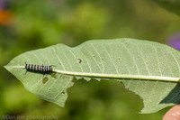 Queen butterfly caterpillar and a few butterfly eggs on milkweed leaf, Long Island NY