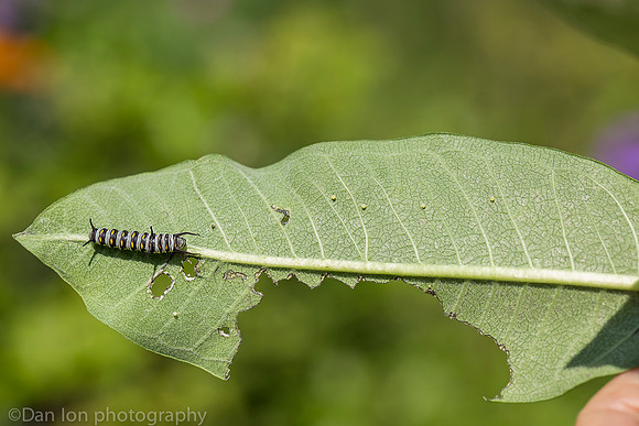 Queen butterfly caterpillar and a few butterfly eggs on milkweed leaf, Long Island NY