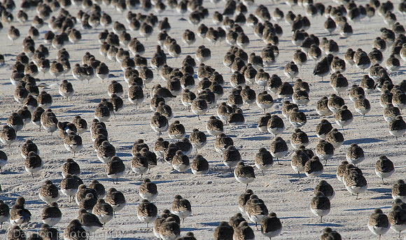 Dunlins resting, Jones Beach NY