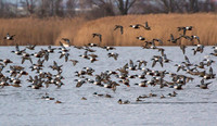 Northern shovelers in flight, Jamaica Bay NY
