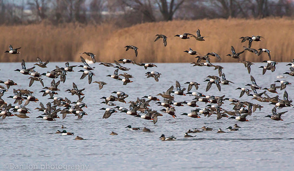 Northern shovelers in flight, Jamaica Bay NY