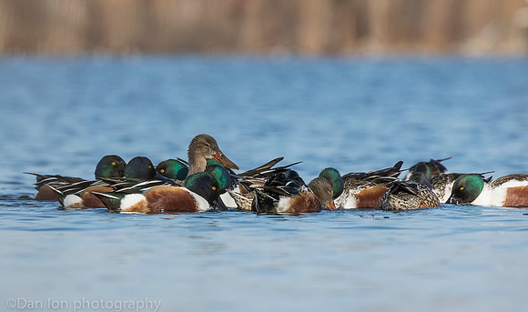 Northern shovelers feeding, Jamaica Bay NY