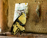 Giant swallowtail minutes after emerging from the chrisalys, Long Island NY