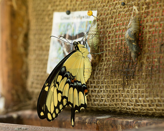 Giant swallowtail minutes after emerging from the chrisalys, Long Island NY