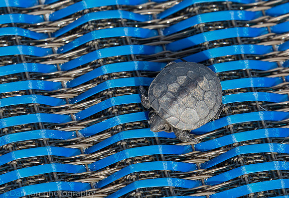 Baby diamondback terrapin turtle resting on plastic carpet, Nickerson Beach NY