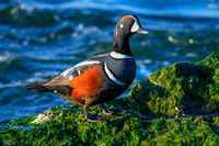 Harlequin male duck, Barnegat Bay NJ