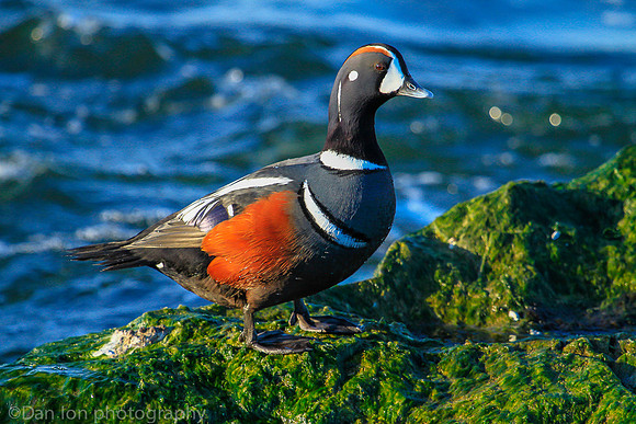 Harlequin male duck, Barnegat Bay NJ