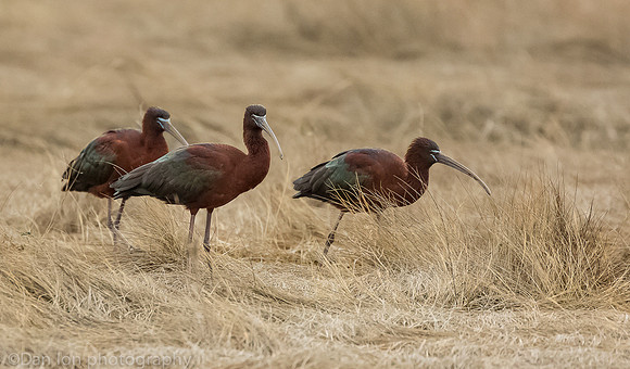 Glossy ibis feeding, MNSA Oceanside NY