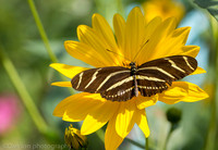 Zebra longwing butterfly on Coreopsis flower (aka calliopsis or tickseed), Long Island NY