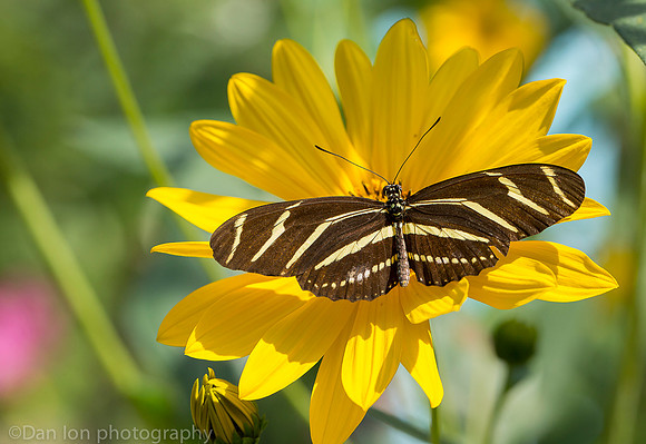 Zebra longwing butterfly on Coreopsis flower (aka calliopsis or tickseed), Long Island NY