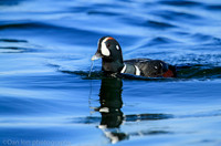 Harlequin male duck, Barnegat Bay NJ