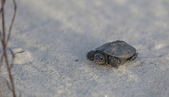 Baby diamondback terrapin turtle, Nickerson Beach NY