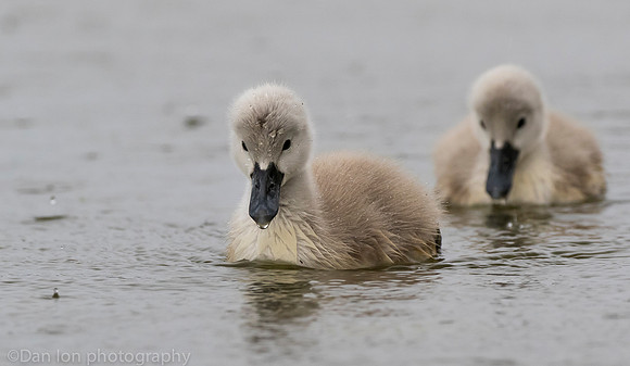 Mute swan cygnets, Jamaica Bay NY