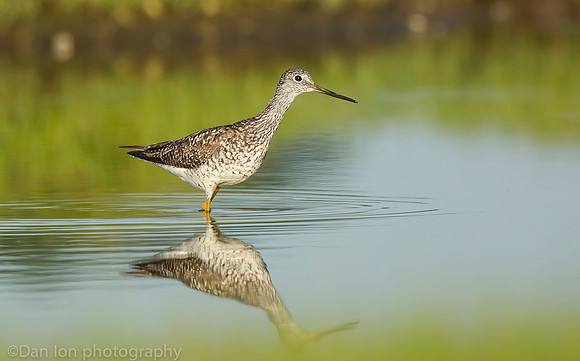 Greater yellowlegs on marsh, Long Island NY