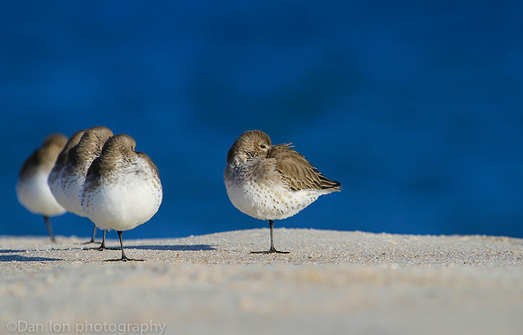 Dunlins resting, Jones Beach NY