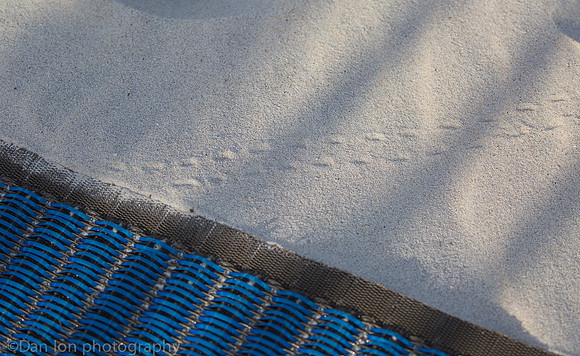 Baby diamondback terrapin turtle tracks, Nickerson Beach NY