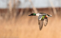 Northern shoveler in flight, Jamaica Bay NY