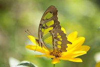 Butterflies  ..  mostly