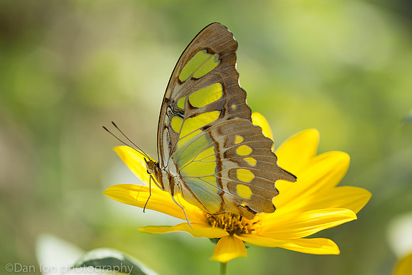 Swallowtail butterfly on Coreopsis flower (aka calliopsis and tickseed), Long Island NY
