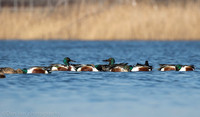 Northern shovelers feeding, Jamaica Bay NY