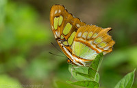 Swallowtail butterfly, Long Island NY
