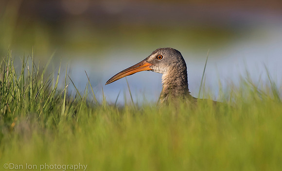 Clapper rail in marsh grass, Long Island NY