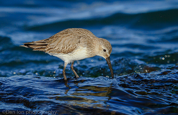 Dunlin feeding, New Jersey coast