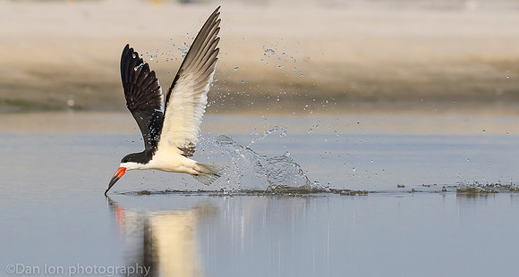 Black skimmer skimming on a tidal pond, Nickerson Beach NY