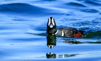 Harlequin male duck, Barnegat Bay NJ
