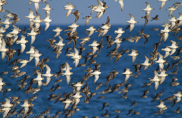 Dunlins flying in formation, Jones Beach NY