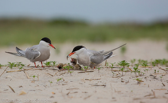 Common tern pair feeding chicks, Nickerson Beach NY