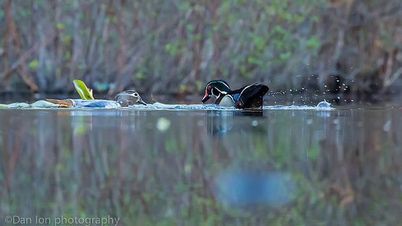 Mating wood ducks, pond, Long Island NY