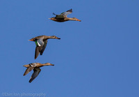 Northern shovelers in flight, Jamaica Bay NY