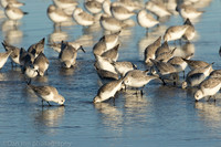 Sanderlings feeding in surf zone, Jones Beach NY