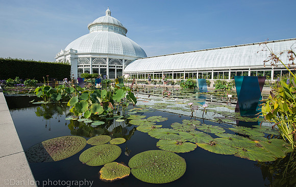 NYBG 'Dale Chihuly', Koda Study #3, Haupt Conservatory