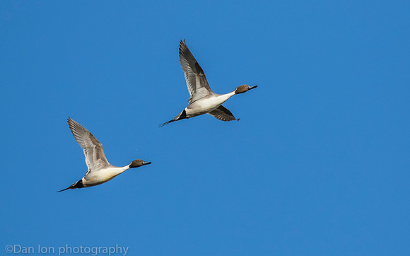 Northern pintail males in flight, Jamaica Bay NY