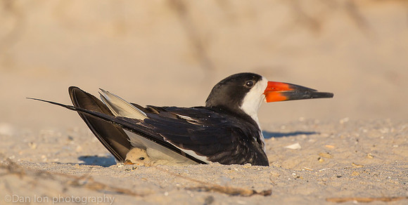 Black skimmer on nest with chick, Nickerson Beach NY