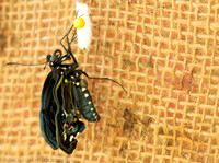 Pipevine swallowtail butterfly moments after coming out of the chrysalis, Long Island NY