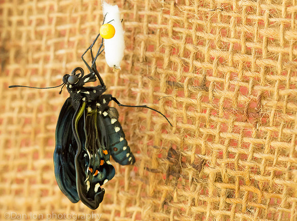 Pipevine swallowtail butterfly moments after coming out of the chrysalis, Long Island NY