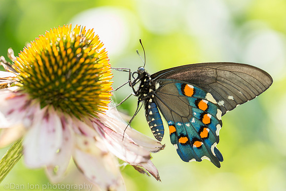 Pipevine swallowtail butterfly on Echinacea purpurea (Purple Coneflower), Long Island NY