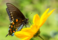 Pipevine swallowtail butterfly on Coreopsis flower (aka calliopsis or tickseed), Long Island NY