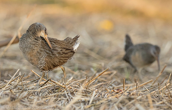 Clapper Rails in marsh, Long Island NY