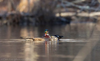 Mating wood ducks, pond, Long Island NY