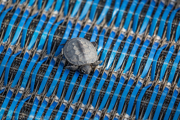Baby diamondback terrapin turtle resting on plastic carpet, Nickerson Beach NY