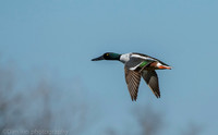 Northern shoveler in flight, Jamaica Bay NY
